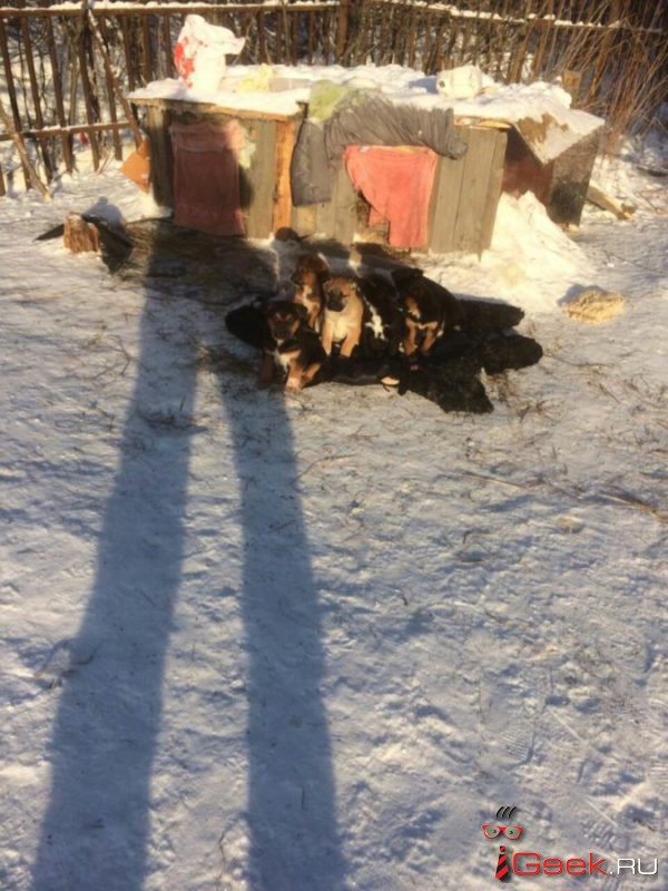 Волонтеры зоозащиты сообщили о жестоком убийстве шести щенков в Серове. «Сейчас едем в полицию, будем писать заявление…»