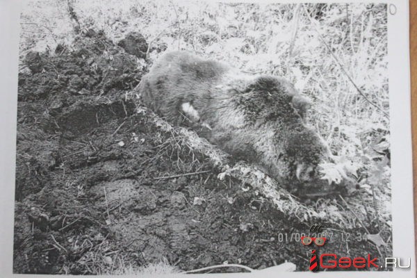 Серовская транспортная прокуратура подала в суд на РЖД из-за сбитого поездом медведя