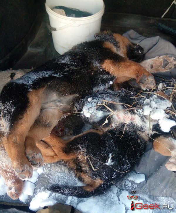 «Факт жестокого обращения с животными не нашел своего подтверждения». Полиция Серова отказала в возбуждении уголовного дела по убийству шестерых щенков