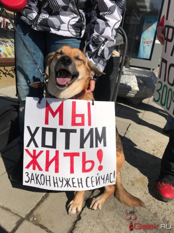 Серовские зоозащитники будут сотрудничать с представителями московской организации в сфере защиты животных