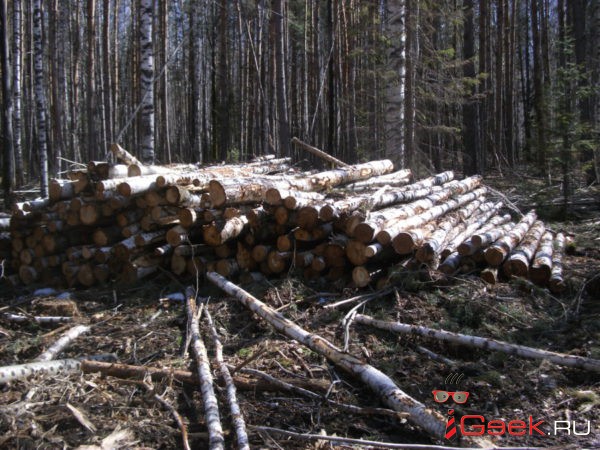 Вырубка леса за профилакторием "Росинка". 
