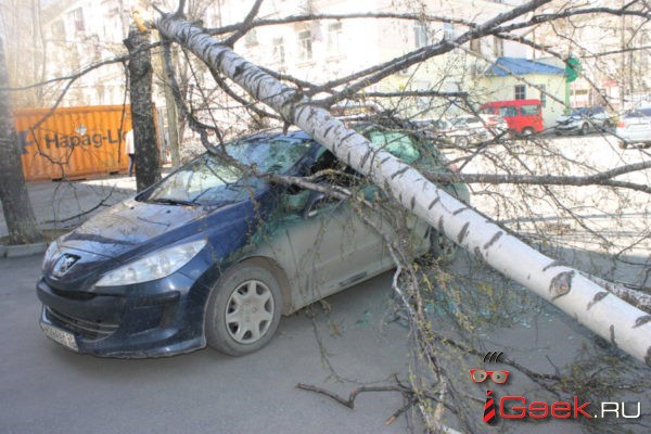 Серовчанка, на машину которой вчера упало дерево, будет взыскивать ущерб через суд? «Чья это береза — неизвестно»