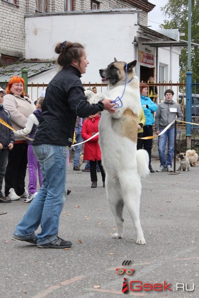 В Серове пройдет выставка собак «Элита северного Урала»